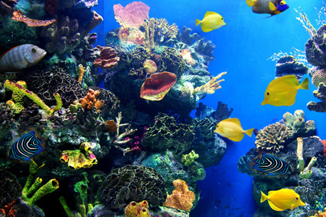 boise aquarium certificate following comment